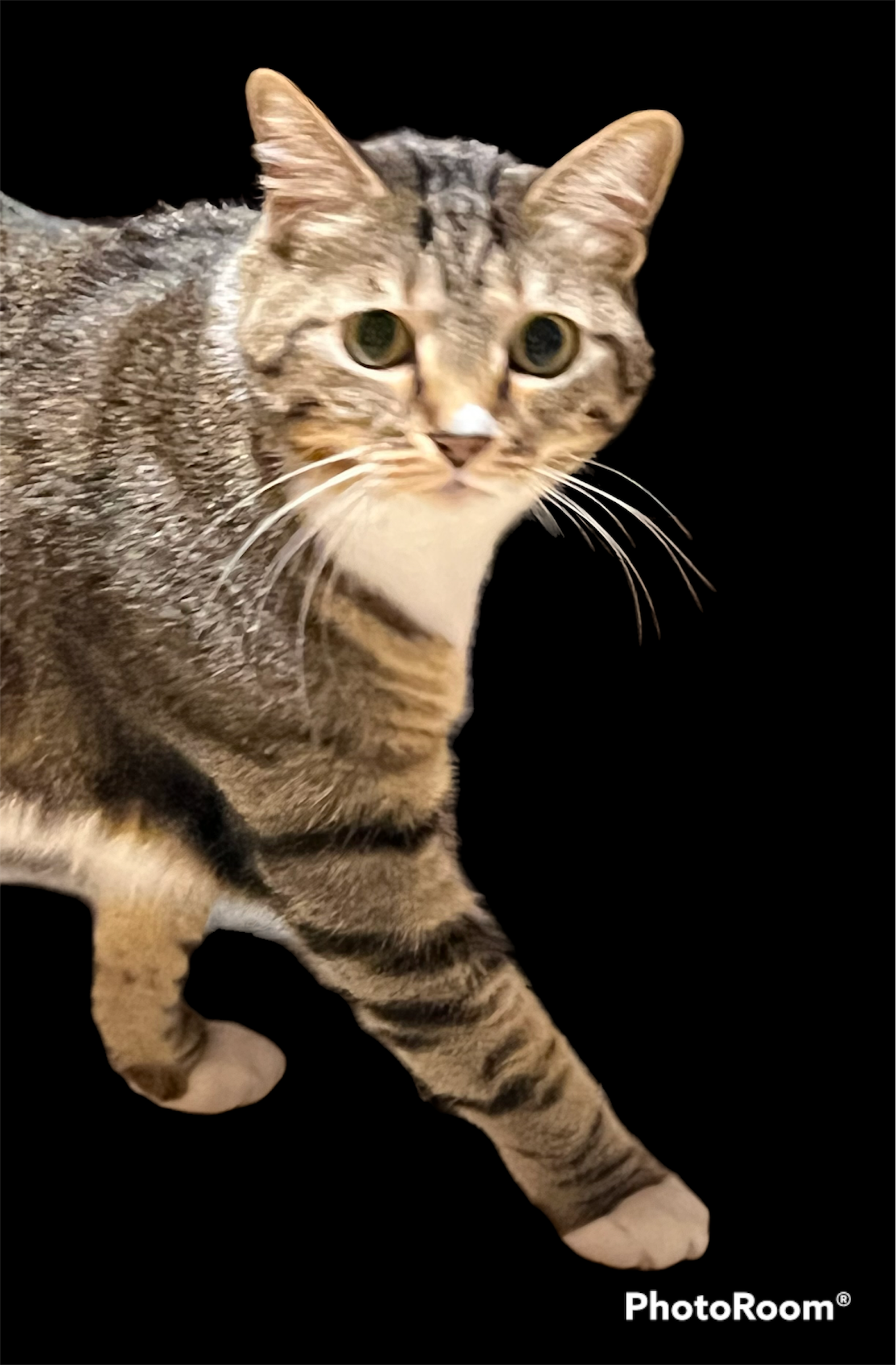 adoptable Cat in Pembroke Pines, FL named Dara