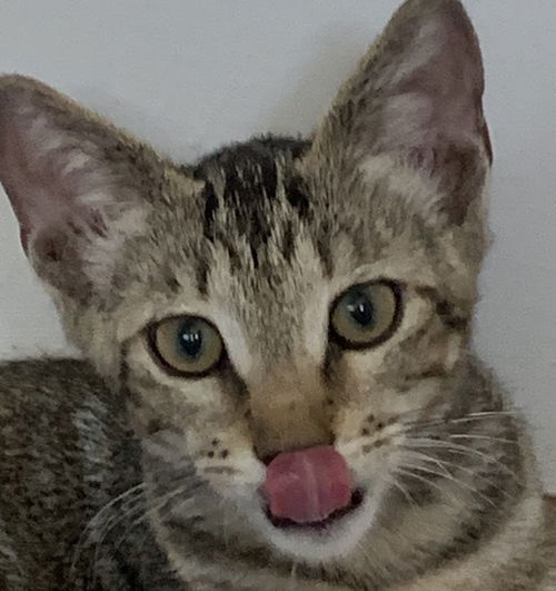 Bindi