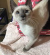 Maui