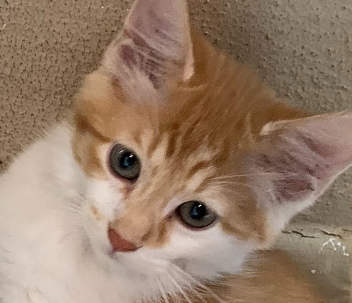 Brady