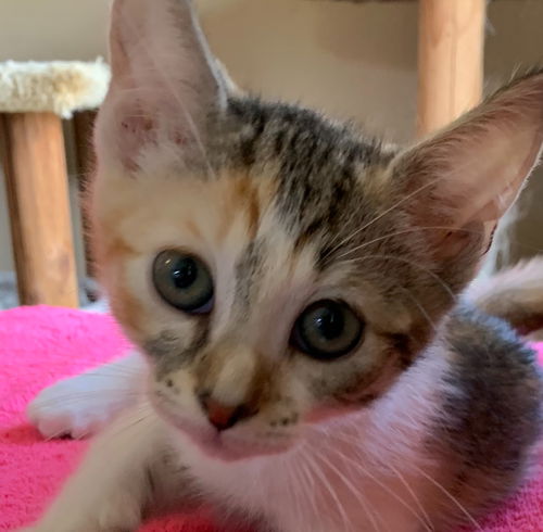 Bisque