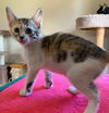 Bisque