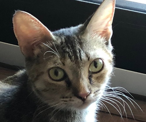 Libby