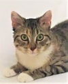 Nova
