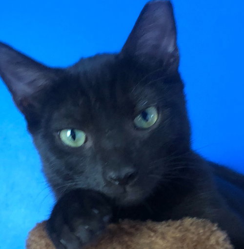 Milo