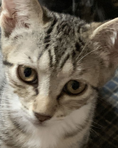 Bobbie