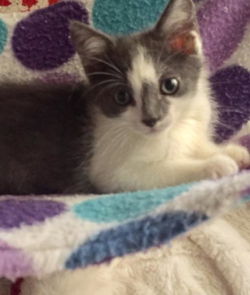 Smudge