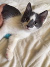 Smudge