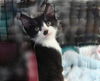 Sebastian-Tux