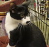 Sebastian-Tux