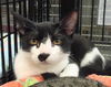 Sebastian-Tux