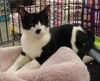 Sebastian-Tux