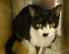 Sebastian-Tux
