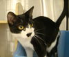 Sebastian-Tux