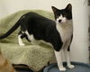 Sebastian-Tux
