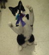 Sebastian-Tux