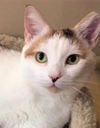 Cora