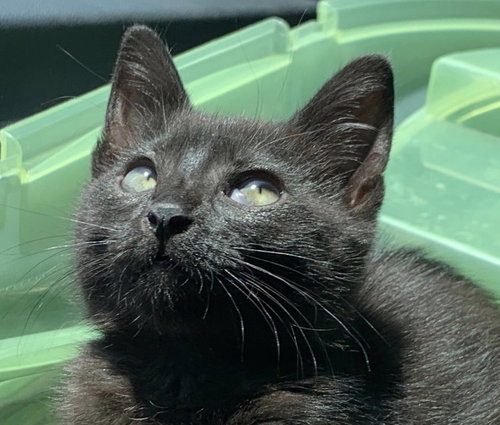 Pepper