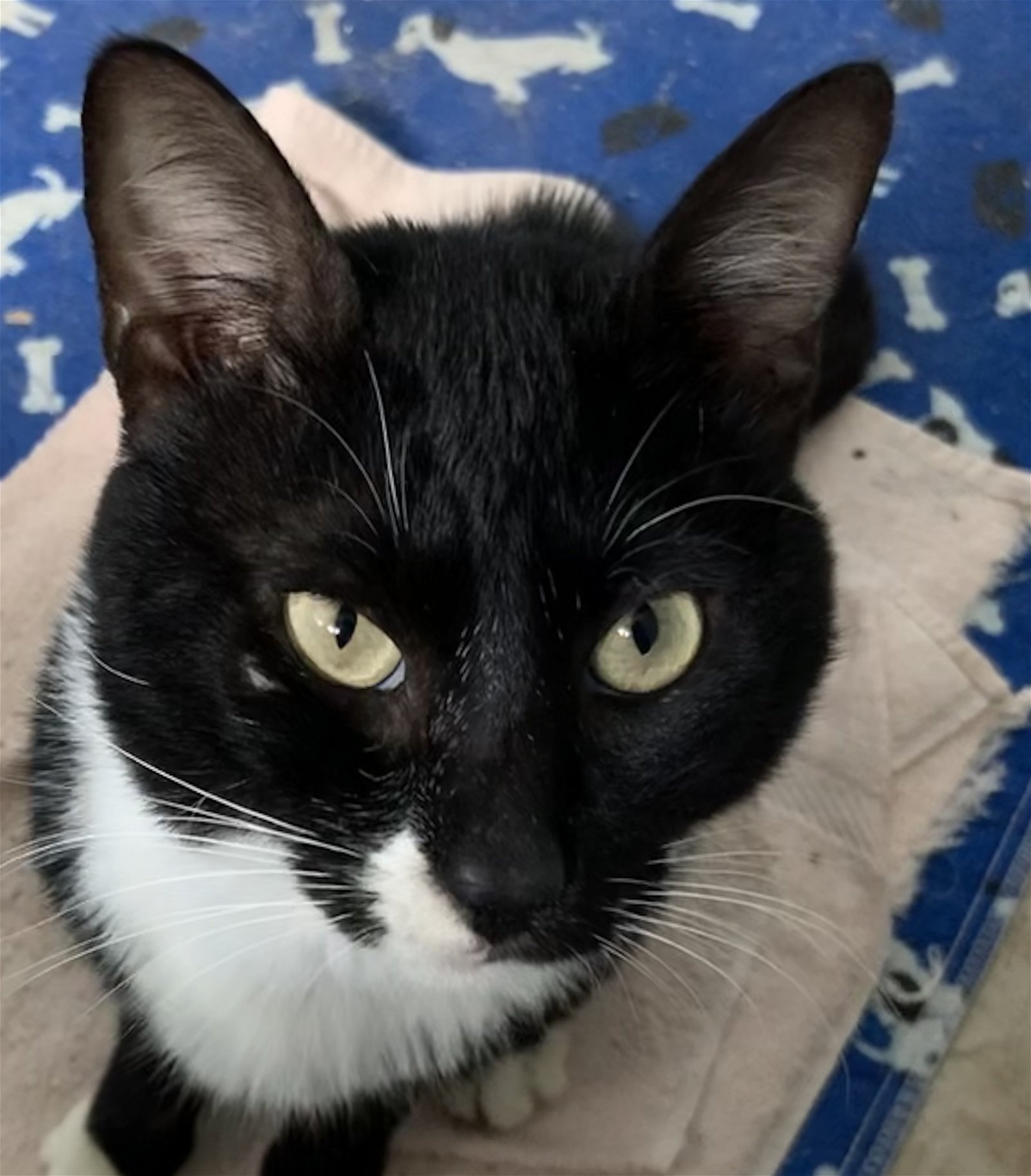 adoptable Cat in Pembroke Pines, FL named Dexter