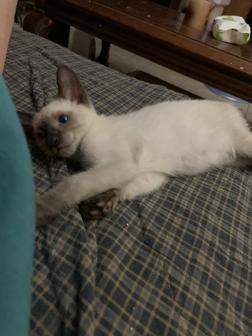 Corky