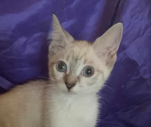 Crysie
