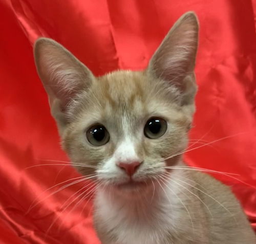 Kimi