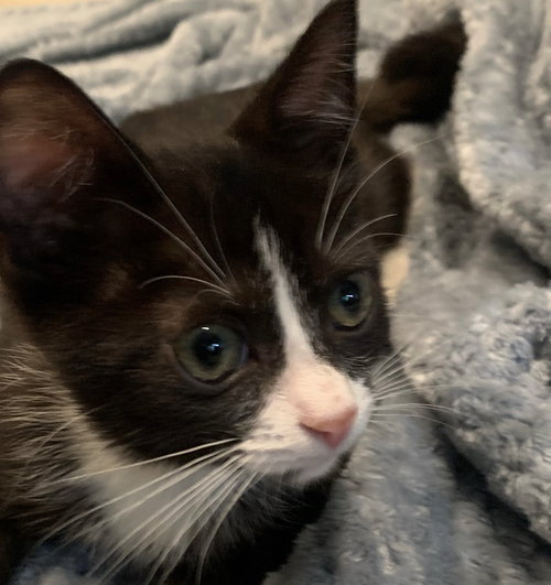Minnie