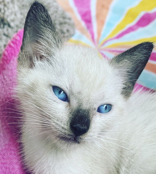 Koko