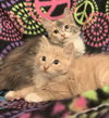 Hubbard