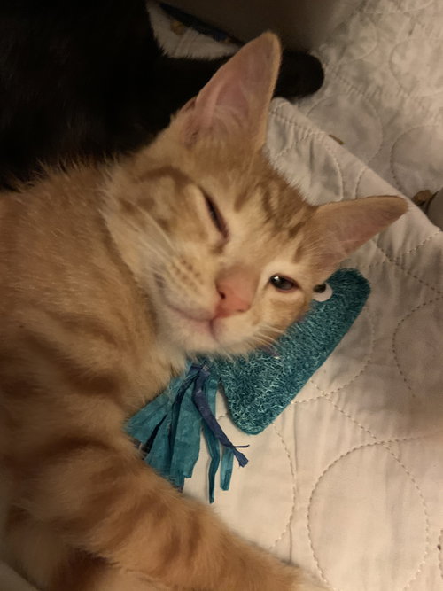 Marlin
