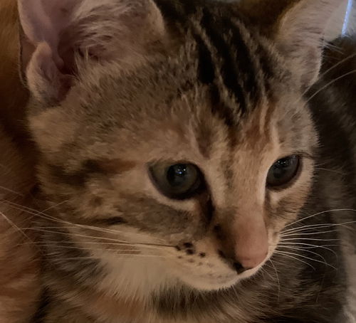 Papaya