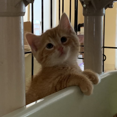 Simba