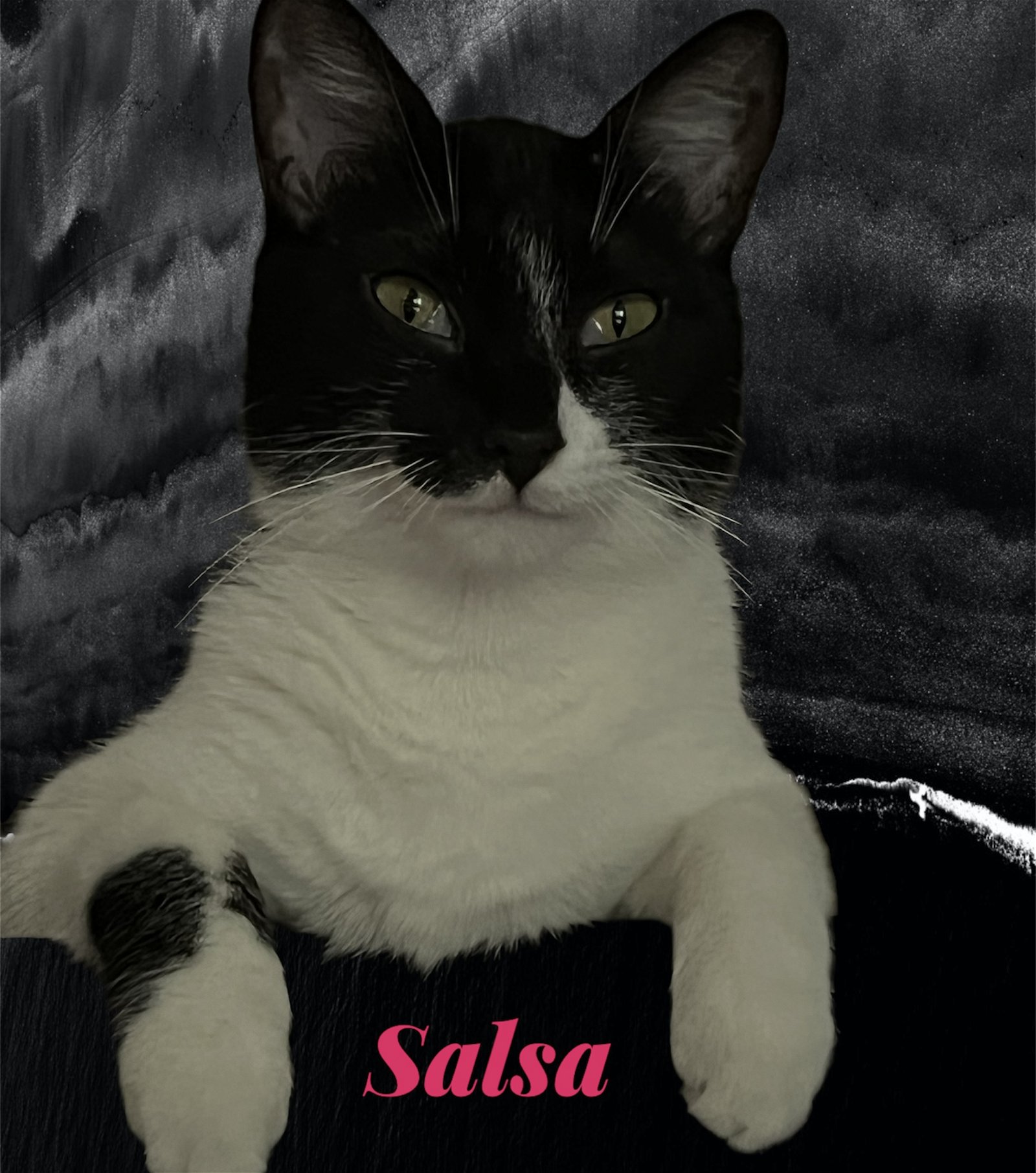 adoptable Cat in Pembroke Pines, FL named Salsa