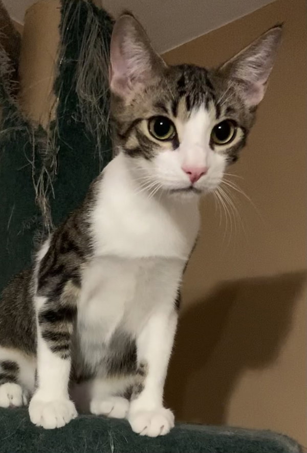 Theodore (Teddy)