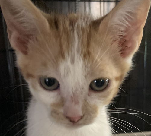 Benny
