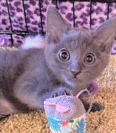 Lilac