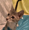 Huey