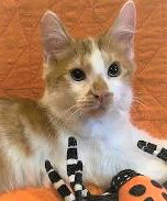 Franklin