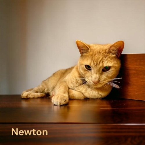 (Fig) Newton
