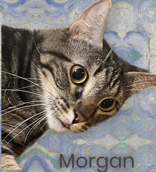 Morgan