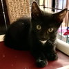 Licorice