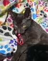 Licorice