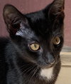 Licorice