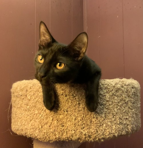 Licorice