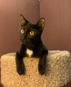 Licorice