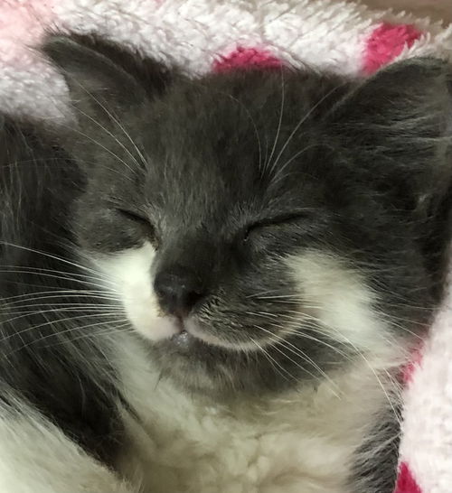 Cilantro