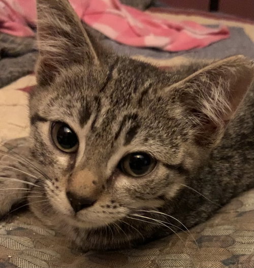 Tom