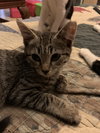 Tom