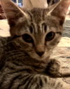 Tom