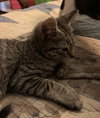 Tom